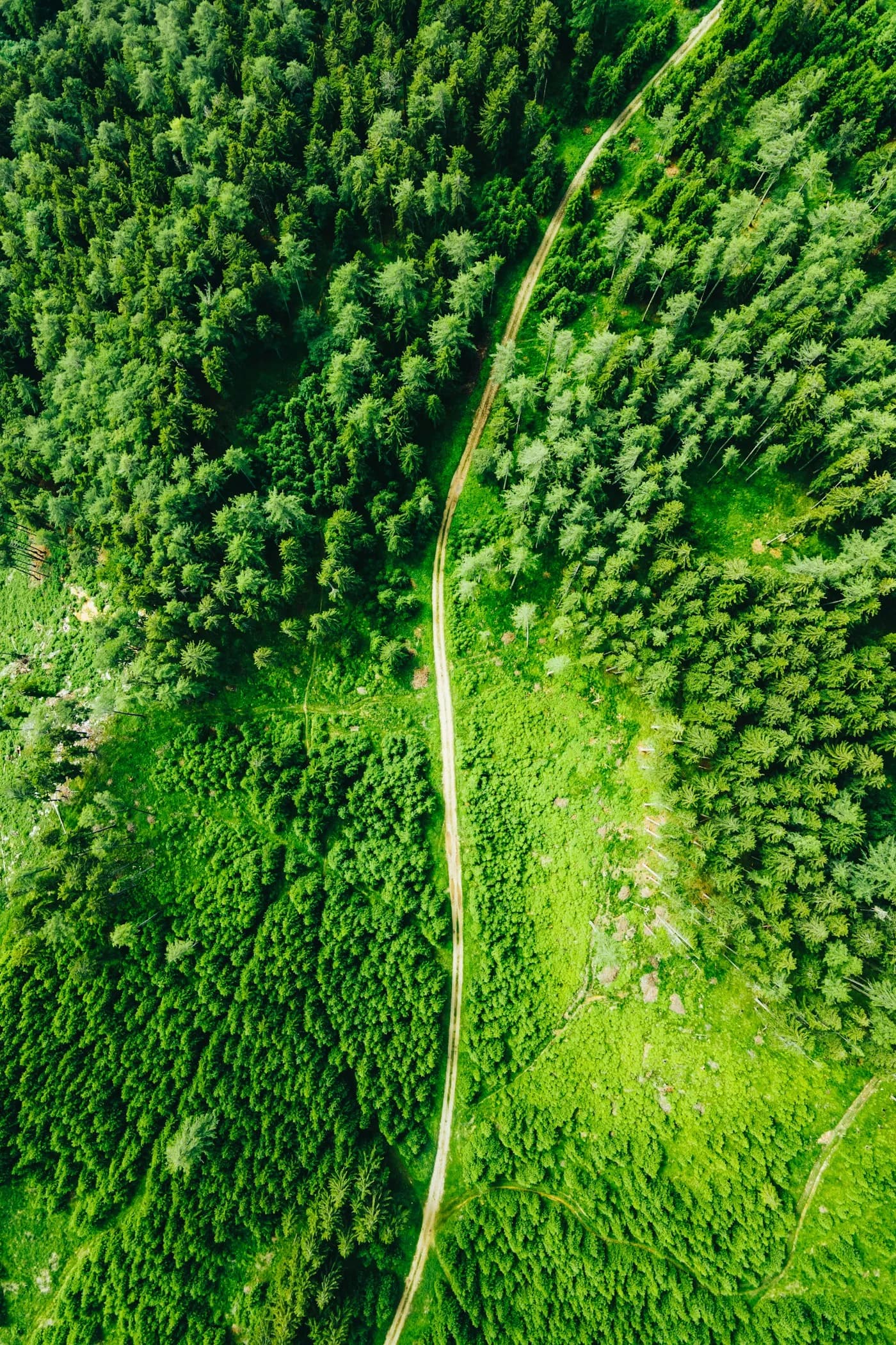 Forêt vue du ciel — engagement environnemental Group PAM³